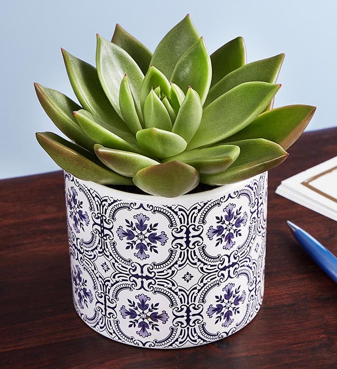 Echevaria Succulent by Southern Living®